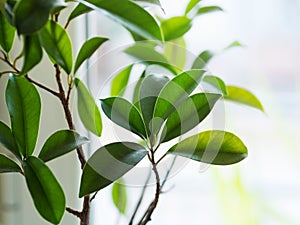 Ficus ginseng bonsai plant growing