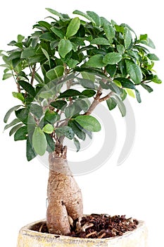 Ficus Ginseng photo