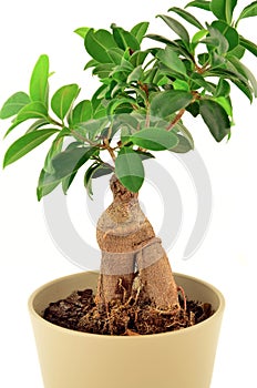 Ficus ginseng bonsai photo