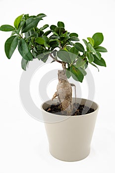 Ficus ginseng bonsai photo