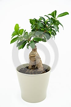 Ficus ginseng bonsai photo