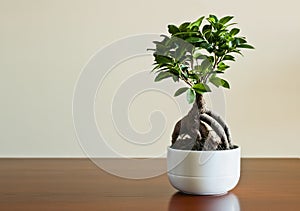 Ficus ginseng bonsai on white plantpot. Ficus Retusa