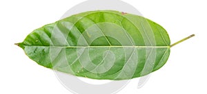 Ficus glaberrima leaf on white background photo