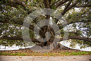 Ficus Gomero in park at Plaza Lavalle , Buenos Aires, Argentina photo