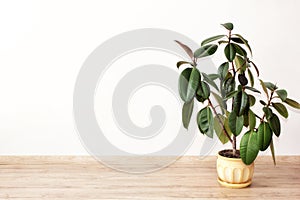 Ficus - green house plant