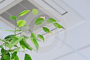 Ficus green leaves on the background ceiling air conditioner