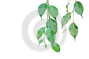 Ficus Green Leaves with Rain Water Drops Isolated on White Background