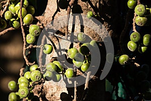 Ficus Hispida Linn or Ficus Tinctoria fruits