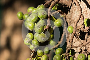 Ficus Hispida Linn or Ficus Tinctoria fruits