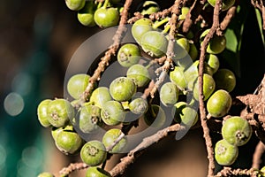 Ficus Hispida Linn or Ficus Tinctoria fruits