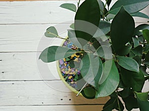 Ficus indoor plants uplifting and joy photo