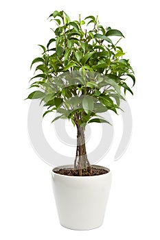 Ficus isolated photo