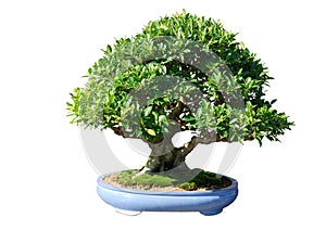 ficus japan bonsai tree