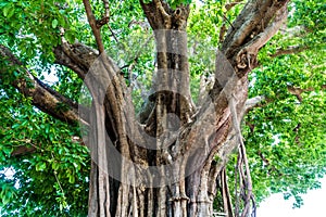 Ficus lacor Buch big tree