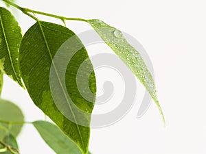 Ficus leaf