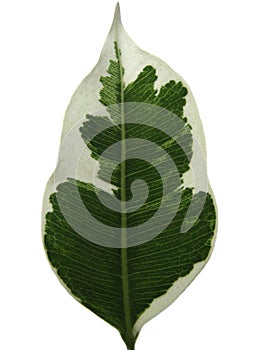 Ficus leaf