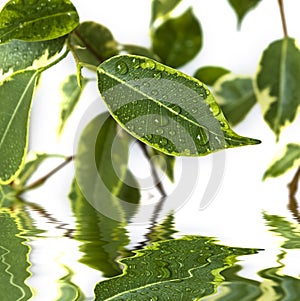 Ficus leaf background