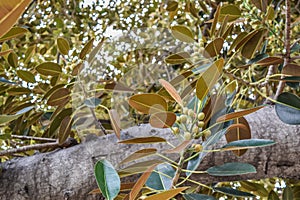 Ficus leaves Old Moreton Bay Fig Ficus has literally grown with Beverly Hills over the years