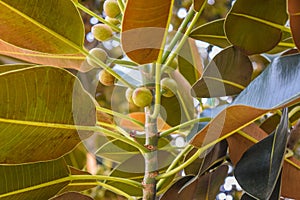 Ficus leaves Old Moreton Bay Fig Ficus has literally grown with Beverly Hills over the years photo