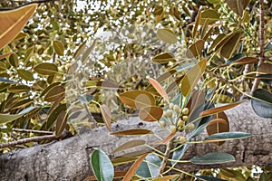 Ficus leaves Old Moreton Bay Fig Ficus has literally grown with Beverly Hills over the years photo