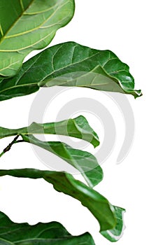 Ficus leaves tree tropical leaf pant with clipping path