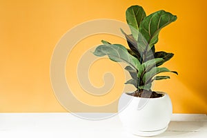Ficus lirata bambino in a pot on a yellow background. Growing potted house plants, green home decor, care and cultivation