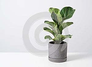 Ficus lirata bambino tropical  plant in a concrete  pot on a gray background. Scandinavian style. Front view and copy space
