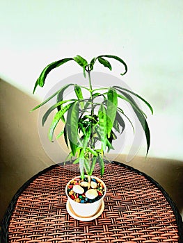 Ficus longiforia in a white pot unix photo