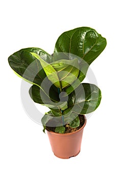 Ficus Lyrata Bambino photo