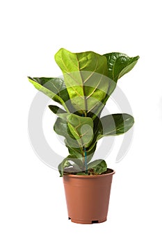 Ficus Lyrata Bambino photo