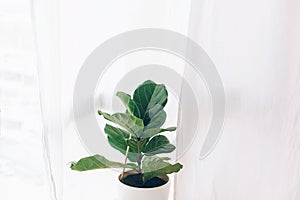 Ficus lyrata. Beautiful fiddle-leaf, fig tree plant with big green leaves in white pot. Stylish modern floral home decor in photo