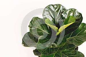 Ficus Lyrata. Beautiful fiddle leaf tree leaves on white background. Fresh new green leaves growing from fig tree, close up.