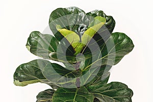 Ficus Lyrata. Beautiful fiddle leaf tree leaves on white background. Fresh new green leaves growing from fig tree, close up. photo