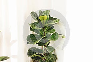 Ficus Lyrata. Beautiful fiddle leaf tree leaves on white background. Fresh new green leaves growing from fig tree. Houseplant. photo