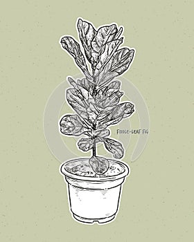 Ficus lyrata, commonly known as the fiddle-leaf fig, hand draw sketch vector photo