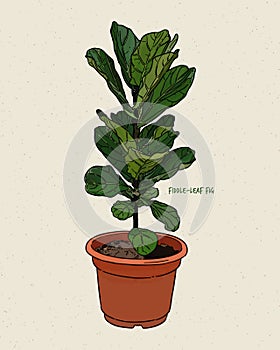 Ficus lyrata, commonly known as the fiddle-leaf fig, hand draw sketch vector photo