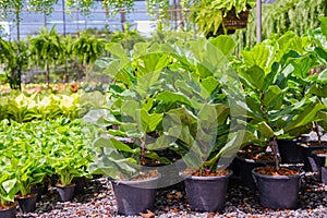 Ficus lyrata or Fiddle leaf fig are arranged in plastic pots under sun filter ready for sale in the tree or plant shop