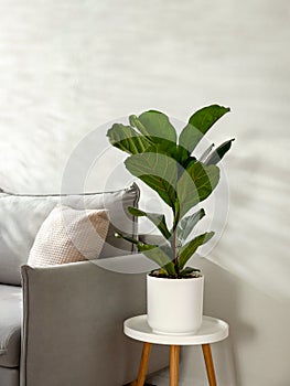 Ficus lyrata or fiddle leaf fig tree in living room interior