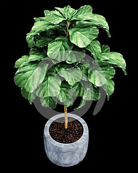 Ficus Lyrata model photo