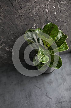 Ficus lyrata juveniles in a ceramic pot on a gray background