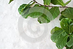 Ficus lyrata plant on wall background photo
