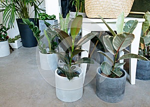 Ficus lyrata, potted ficus. Plant collection.Beautiful fiddle-leaf, fig tree plant with big green leaves. Stylish modern