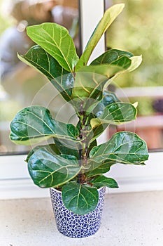 Ficus lyrata small houseplant care concept photo