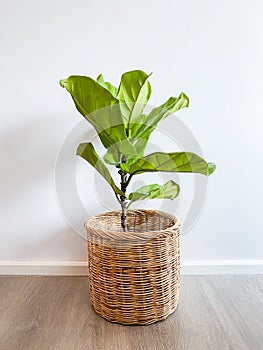 Ficus lyrata tree in a pot stands on a wooden floor