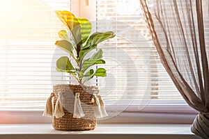 Ficus lyrata on a windowsill close-up. Detail of scandinavian interior and copy space. A flower pot in a wicker basket with fringe