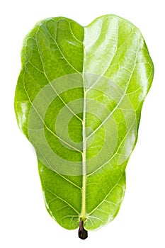 Ficus lyrate leaf isolated