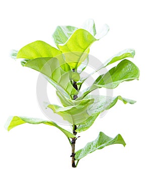 Ficus lyrate leaf isolated
