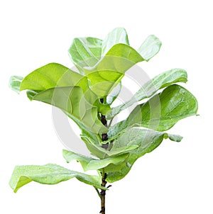 Ficus lyrate leaf isolated