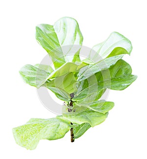 Ficus lyrate leaf isolated