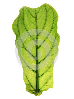 Ficus lyrate leaf isolated